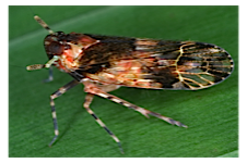 FLOW planthopper fulgoroidea fulgoromorpha insect